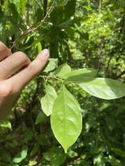 Casearia aculeata