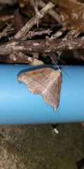 Syncirsodes primata