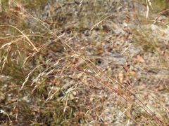 Eriachne pallescens