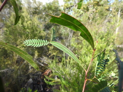 Acacia attenuata