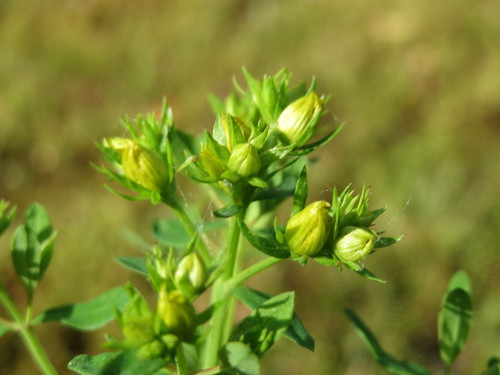 Paprastoji jonažolė nuotrauka