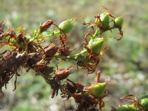 Paprastoji jonažolė nuotrauka