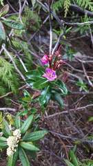 Kalmia microphylla occidentalis
