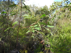 Acacia attenuata