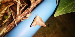 Syncirsodes primata