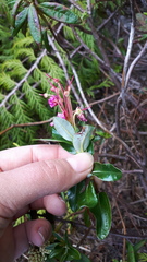 Kalmia microphylla occidentalis