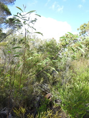 Acacia attenuata