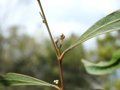 Acacia attenuata