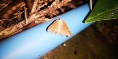 Syncirsodes primata