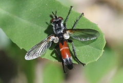 Cylindromyia intermedia