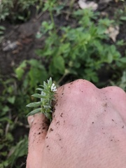 Buglossoides arvensis