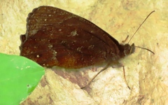 Pedaliodes manis