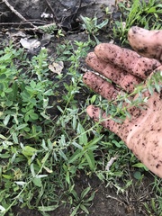 Buglossoides arvensis