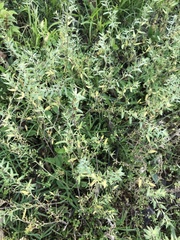 Buglossoides arvensis