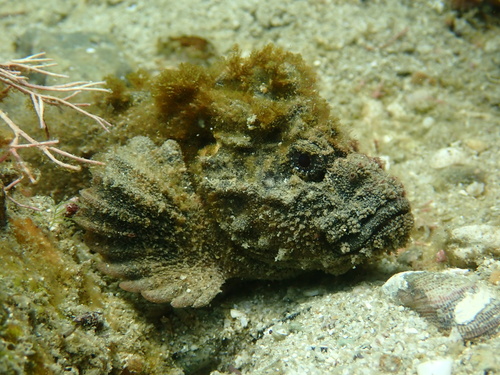 Japanese velvetfish (Paraploactis kagoshimensis) — Aploactinidae — 4