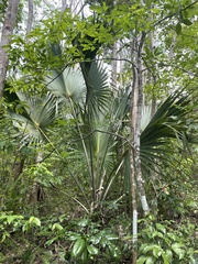 Sabal causiarum