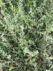 Buglossoides arvensis