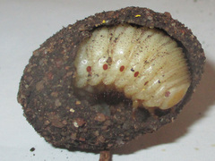 Pachnoda sinuata