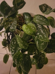 Scindapsus pictus