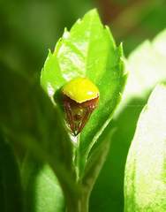 Araneus viridiventris