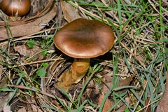 Cortinarius clelandii