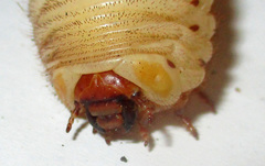 Pachnoda sinuata