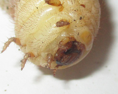 Pachnoda sinuata