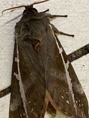 Oxycanus