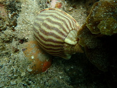 Phalium flammiferum