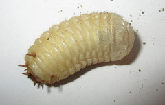 Pachnoda sinuata