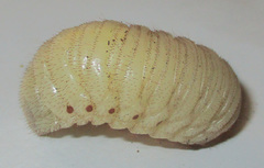 Pachnoda sinuata