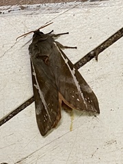 Oxycanus