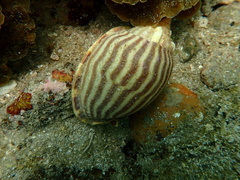 Phalium flammiferum