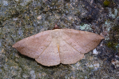 Hypopyra contractipennis