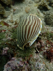 Phalium flammiferum