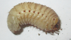 Pachnoda sinuata