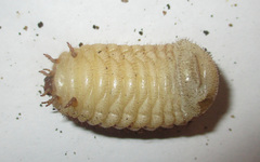 Pachnoda sinuata
