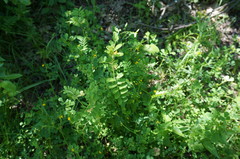 Vicia hybrida