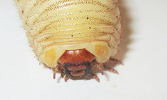 Pachnoda sinuata