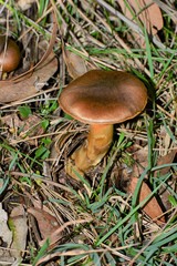 Cortinarius clelandii