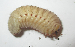 Pachnoda sinuata