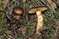 Cortinarius clelandii