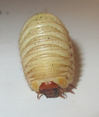 Pachnoda sinuata