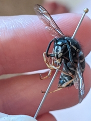 Vespula intermedia