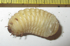 Pachnoda sinuata
