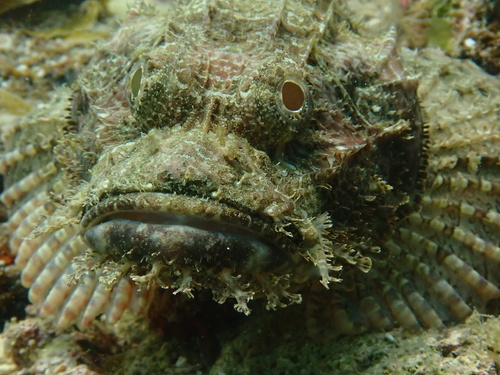 Frilly scorpionfish (Scorpaenopsis cirrosa) — Scorpaenidae — 2