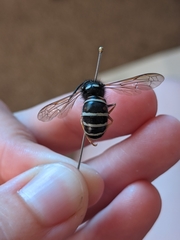 Vespula intermedia