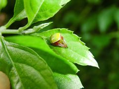 Araneus viridiventris