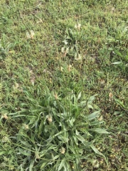 Plantago lanceolata