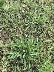 Plantago lanceolata